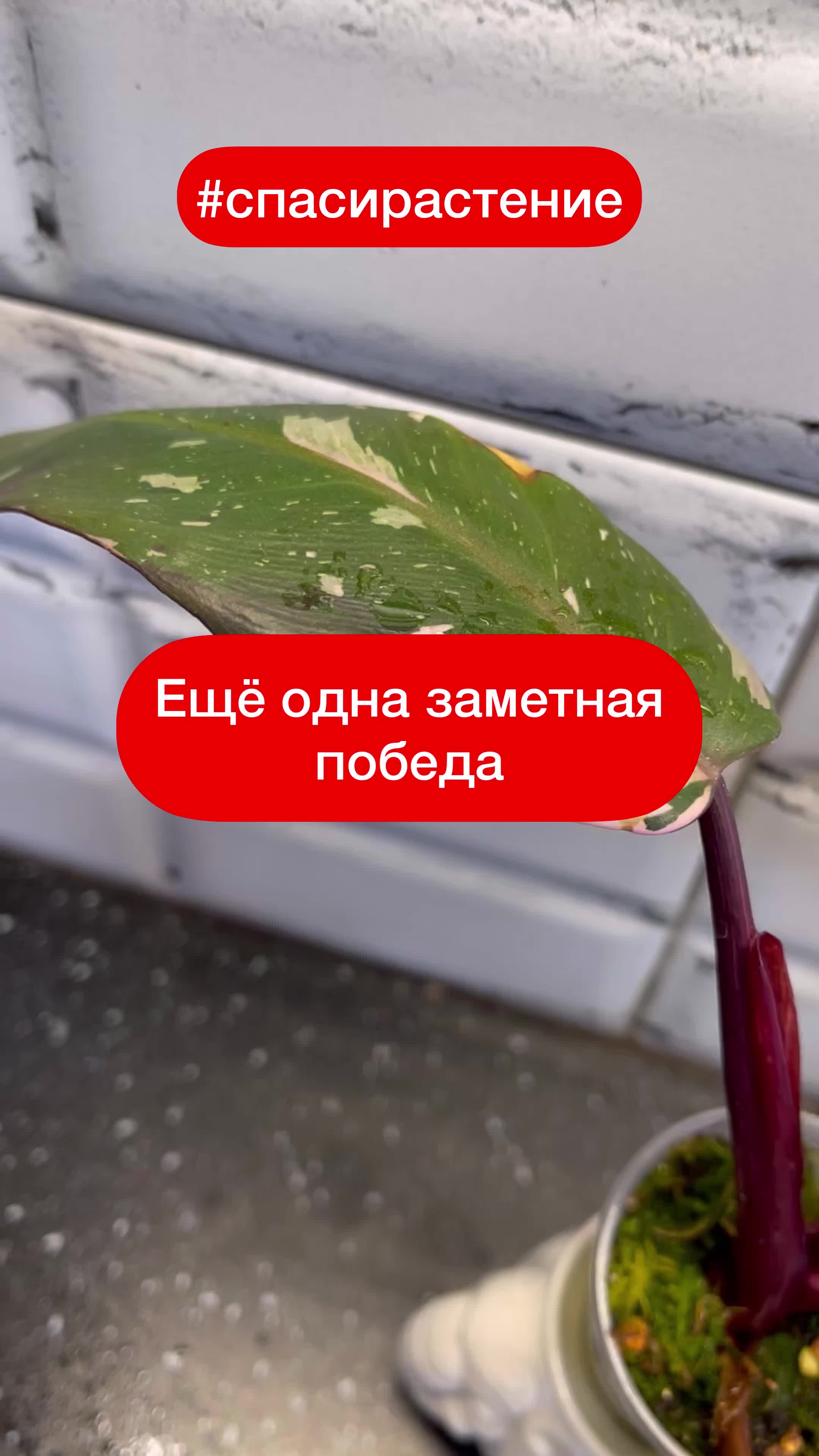 @Елена 🌱 Рай можно купить