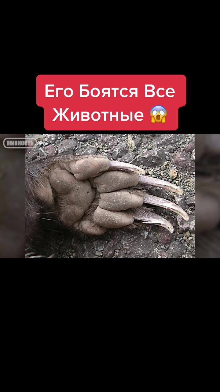 @Живность