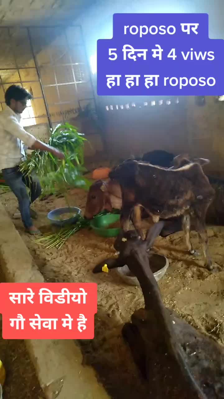 @sainiajeet390