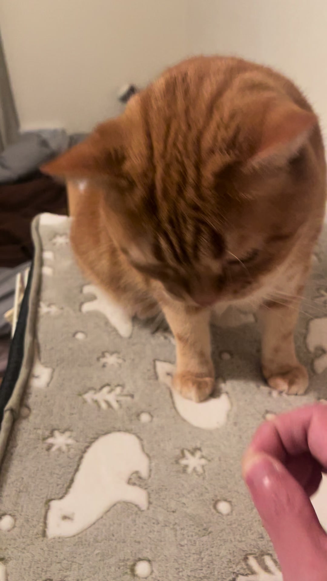 @社会人の猫暮らし🐈あめ