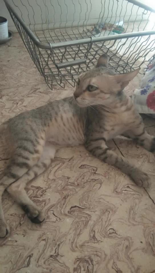 @Hasmukh Hasmukh