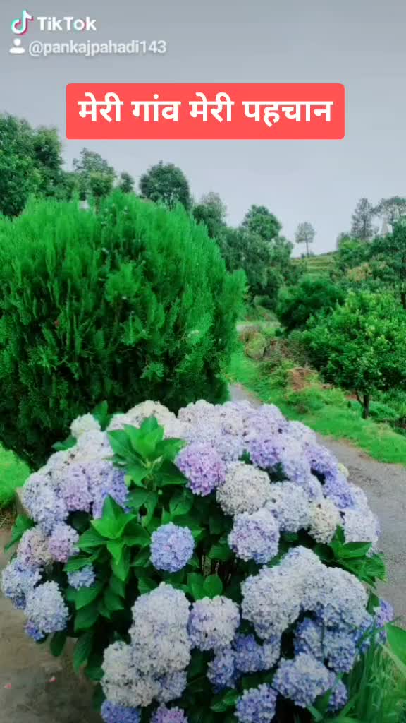 @pankaj पहाड़ी143uk03
