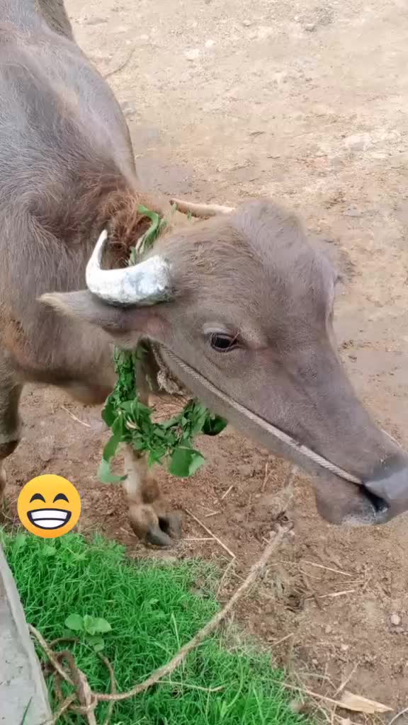 @ಉಮೇಶ್ ಕೆ ಆರ್ ಪೇಟೆ