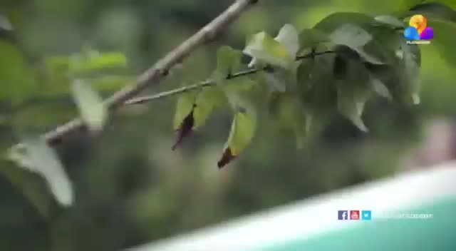 @lakshmiksurendran