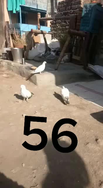 @mafiya SAGER 8182