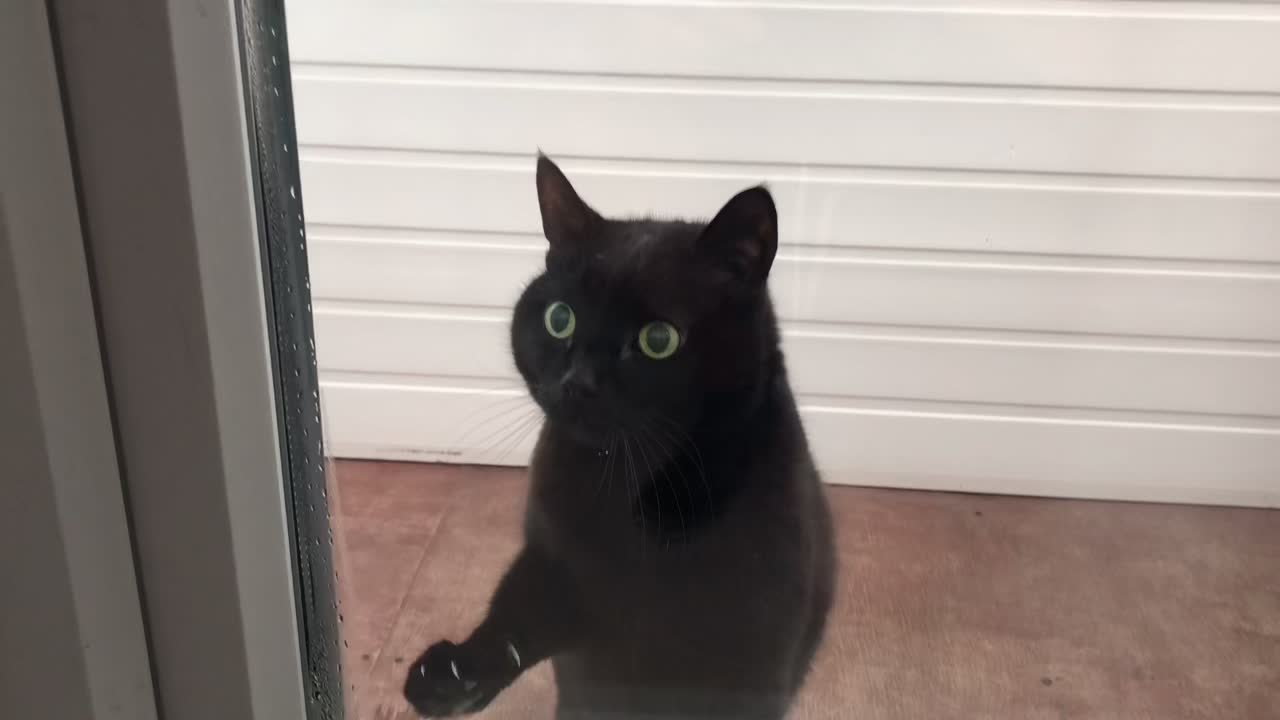 @Drinking_Cat