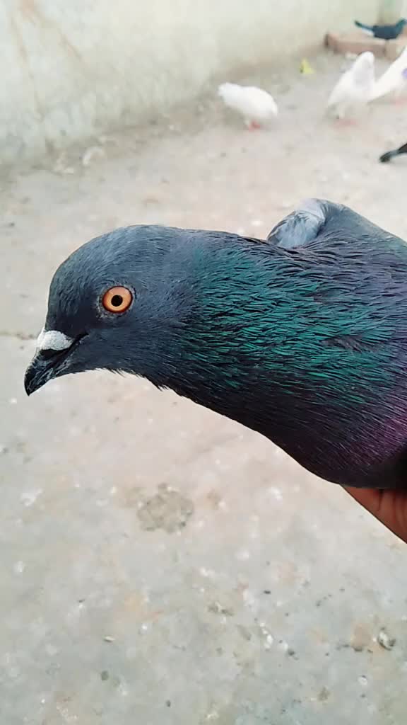 @Fejanrana