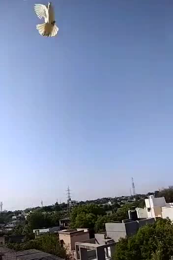 @manya_bhandari_
