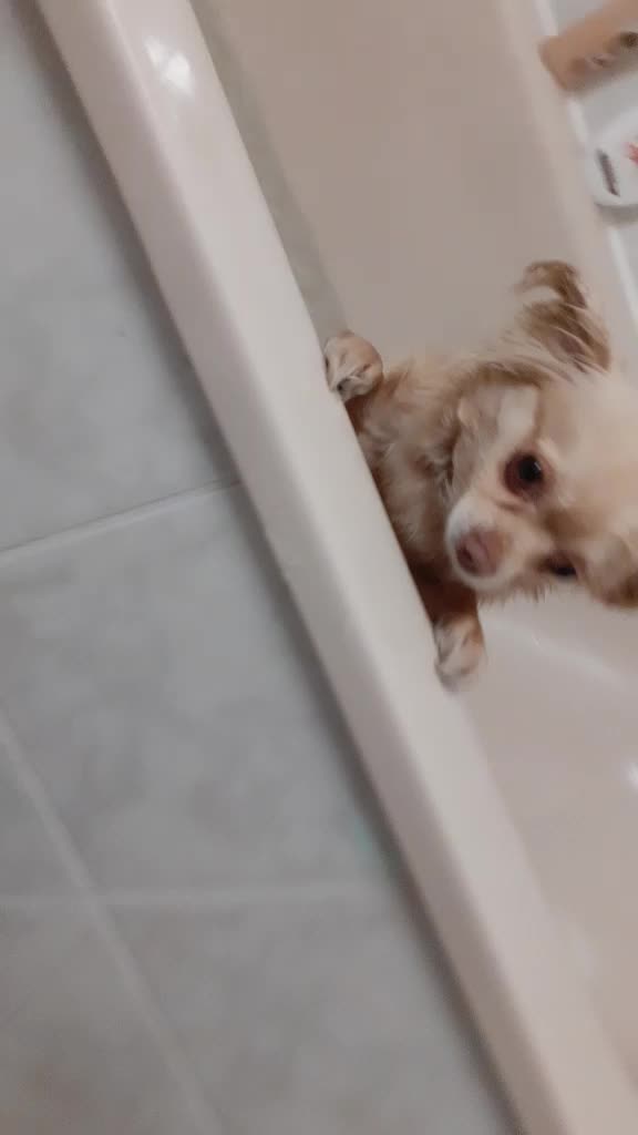 @sissi_dog