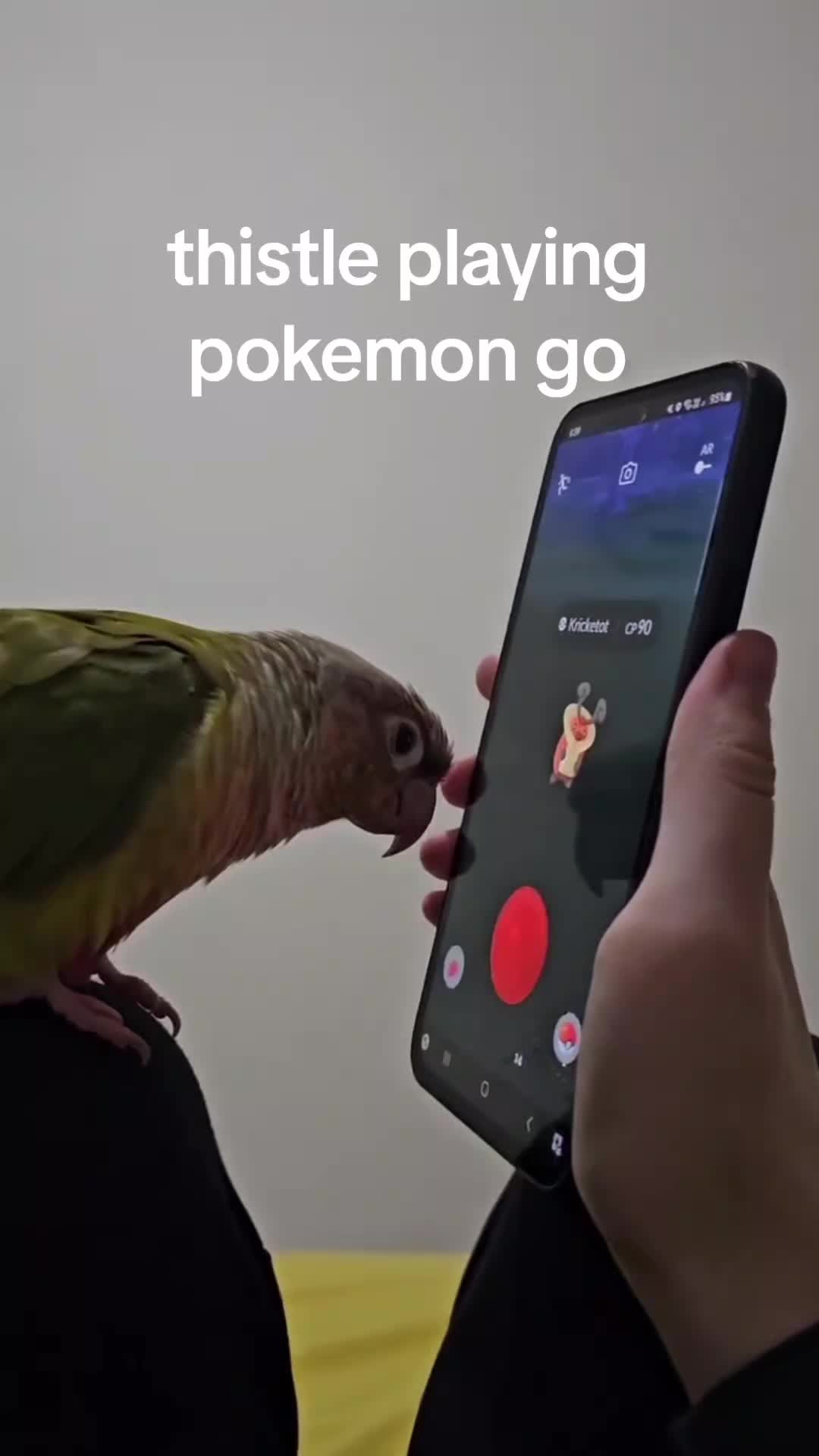 @birbwirb