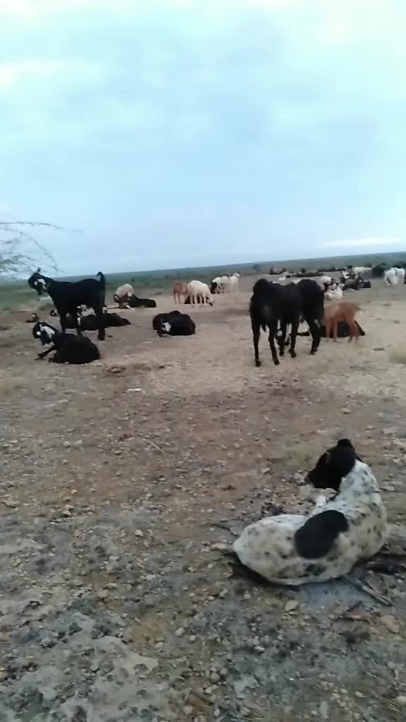 @SK___માલધારી