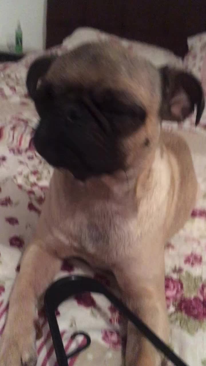 @Pug_kinder