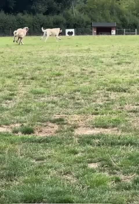 @essexkangals