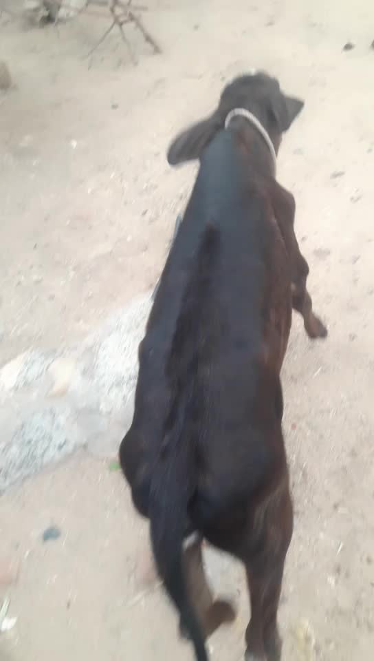 @રાજા મેલડી વાળા