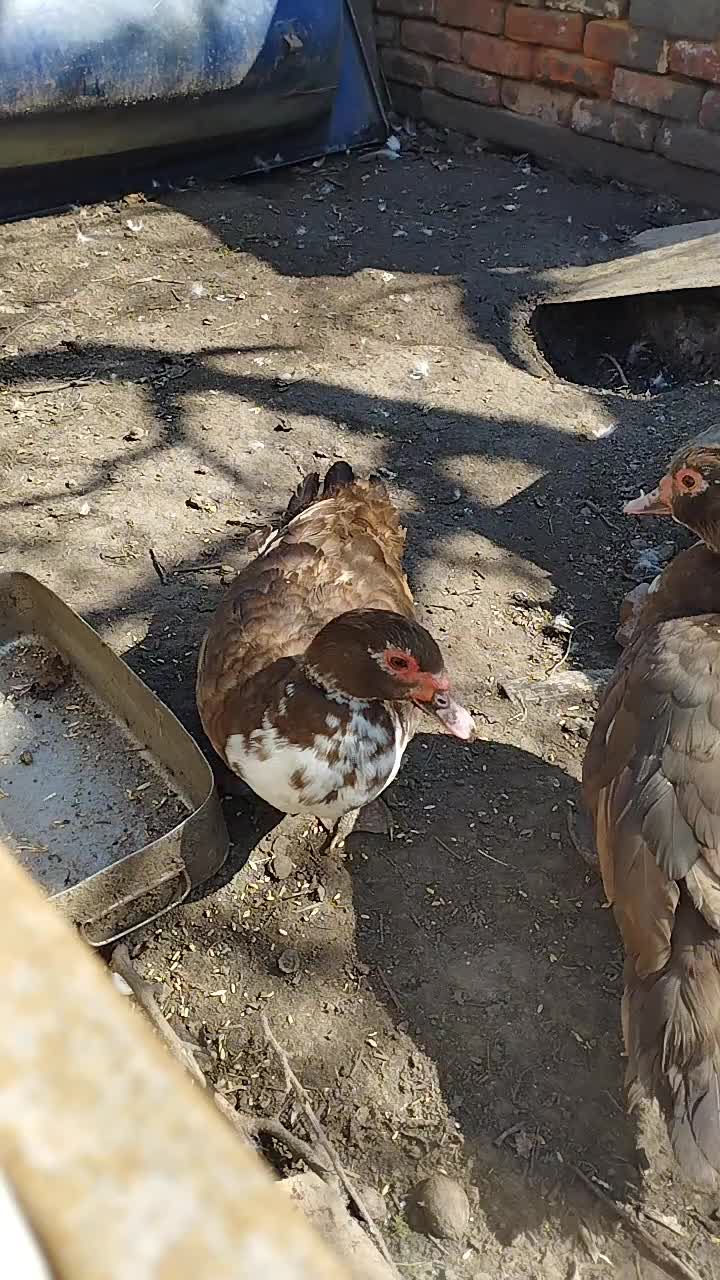 @🦃инда утки🦆