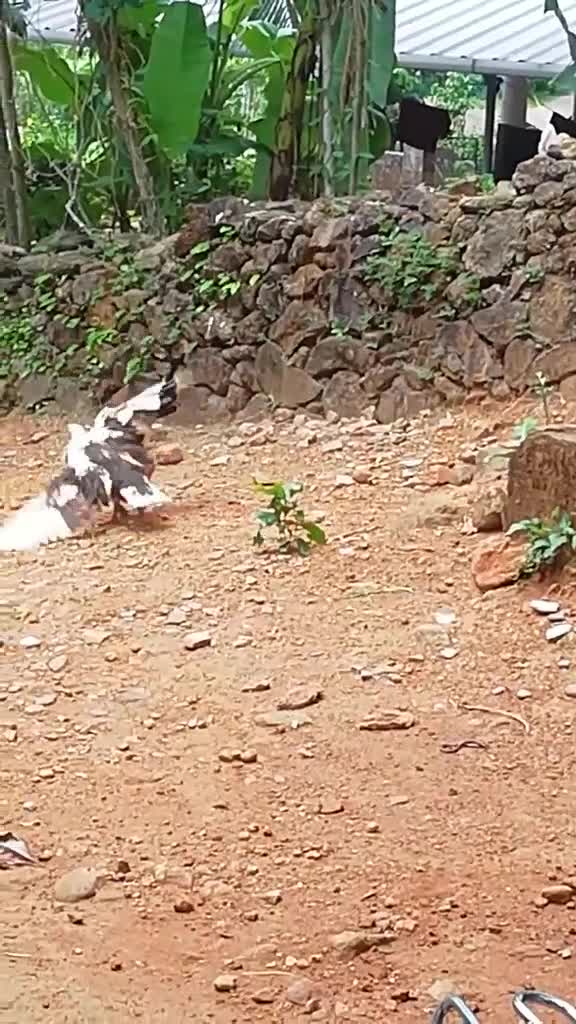 @Sajith Sadan