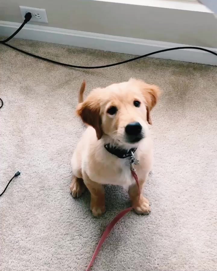 @riley_the_nugget