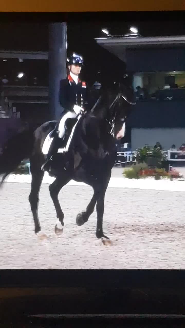 @Artline Dressage