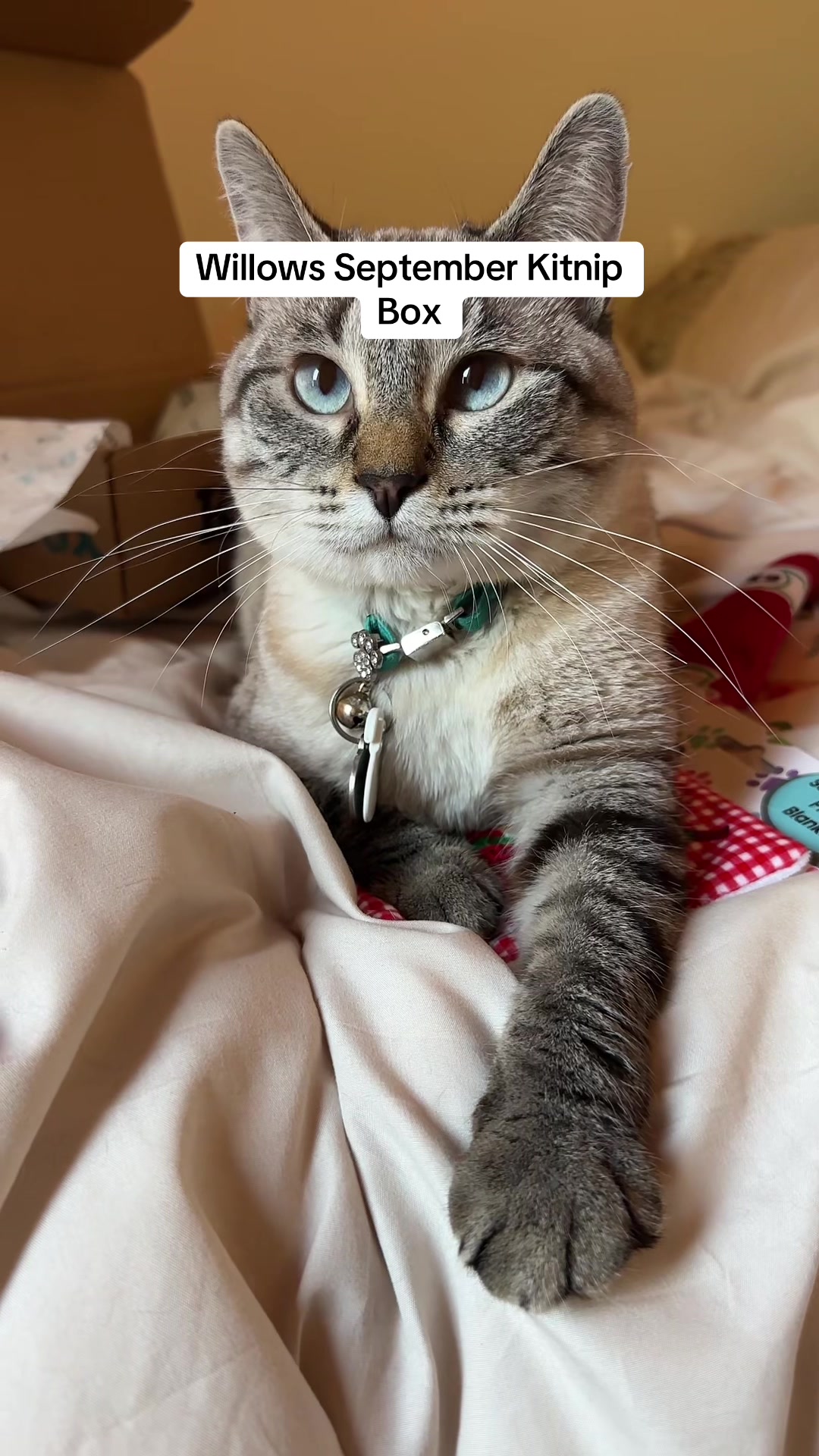 @willowthecollegecat