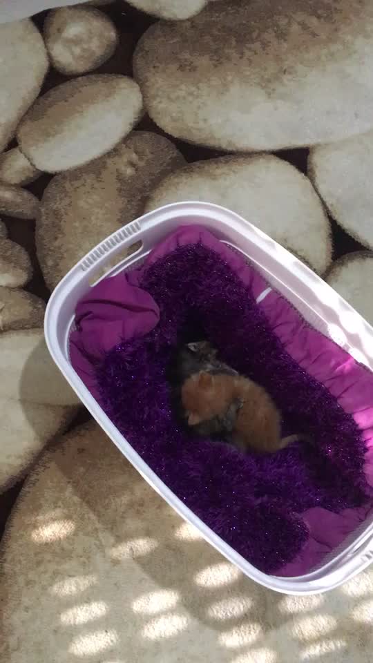 @ŞİRİN 🐈🐈