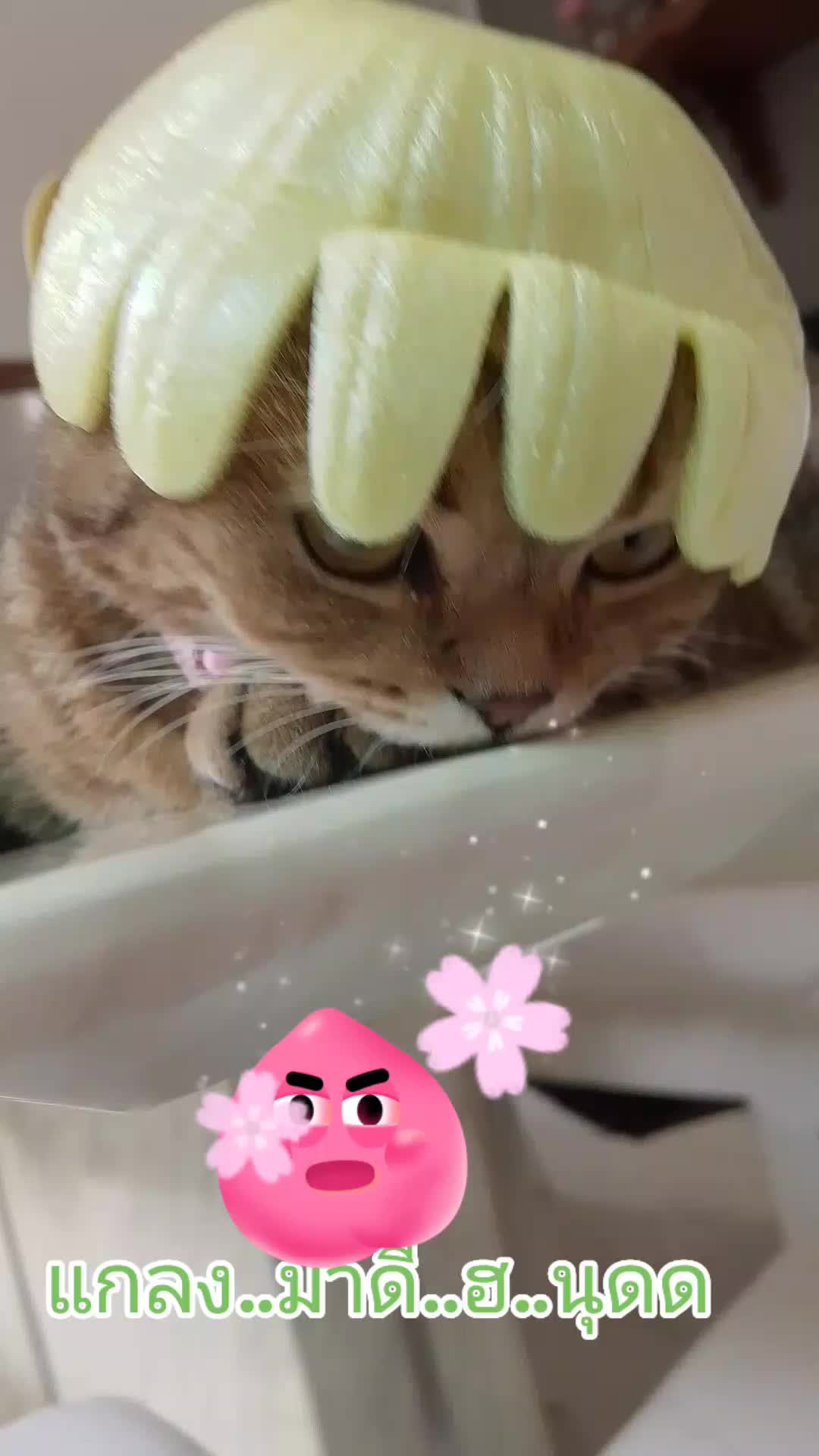 @duangkamol24