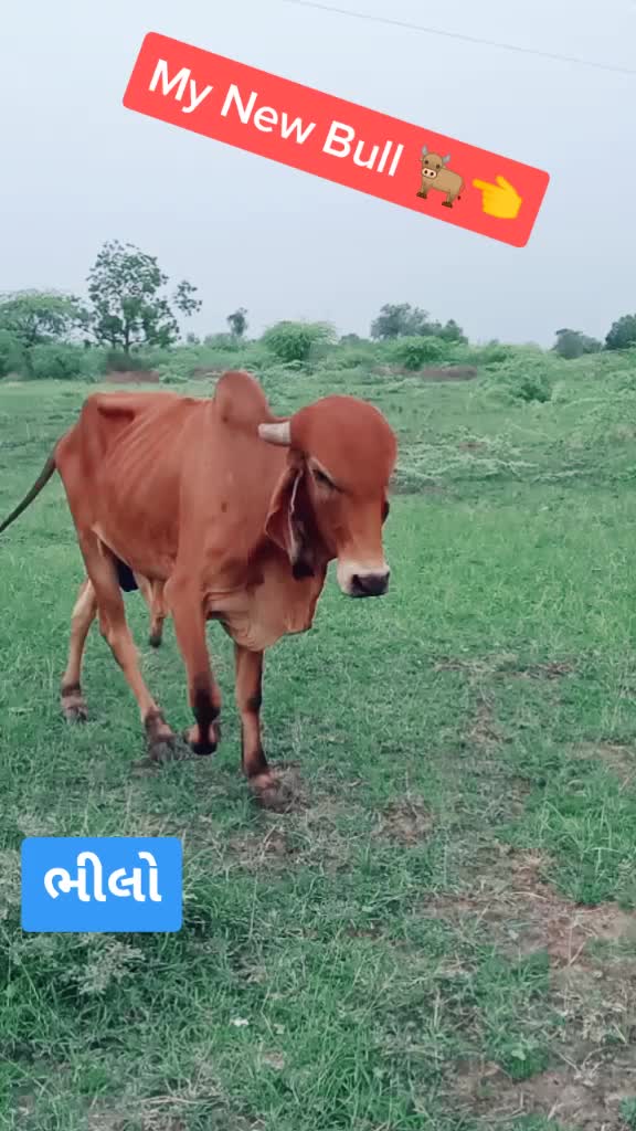 @Haresh 🌟Bharwad🌟