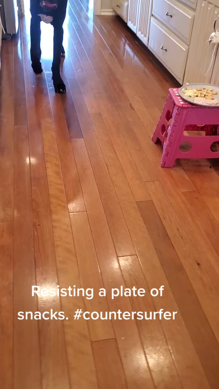 @Wickeddoghandler