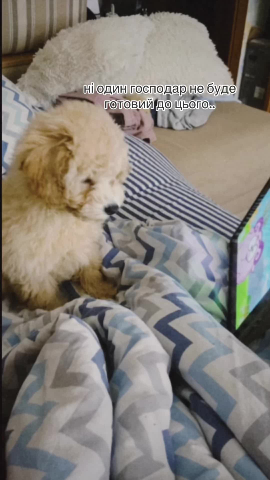 @barney poochon 🐾