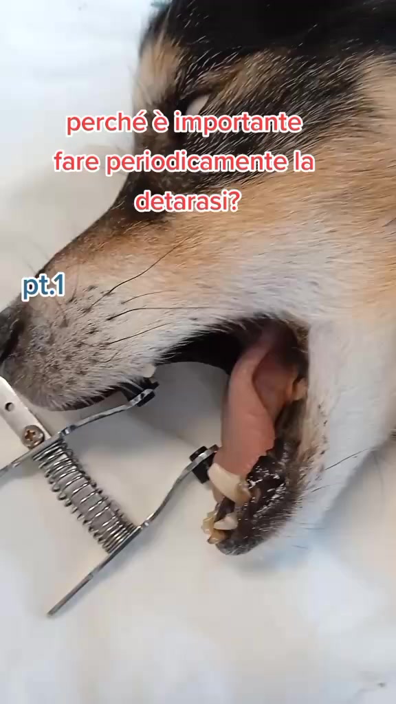 @dr.Giuseppe Vet