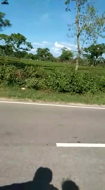 @Lija gogoi