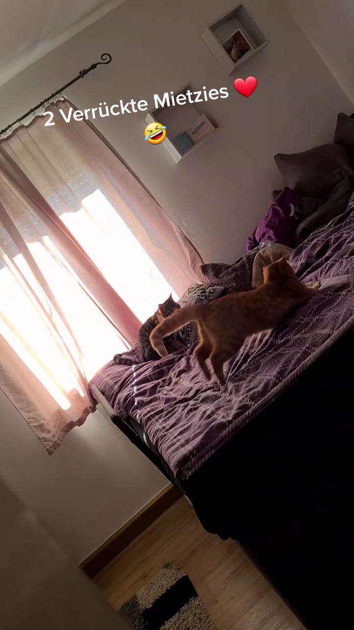 @5KidCat