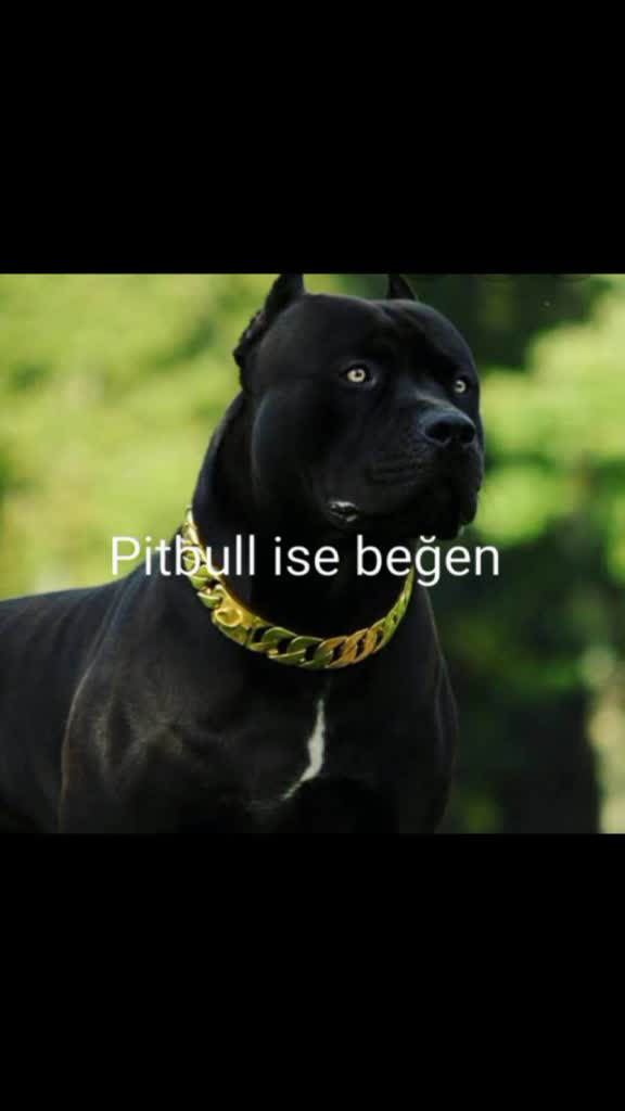 @denizkapan