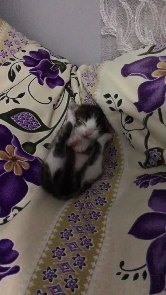 @ŞİRİN 🐈🐈