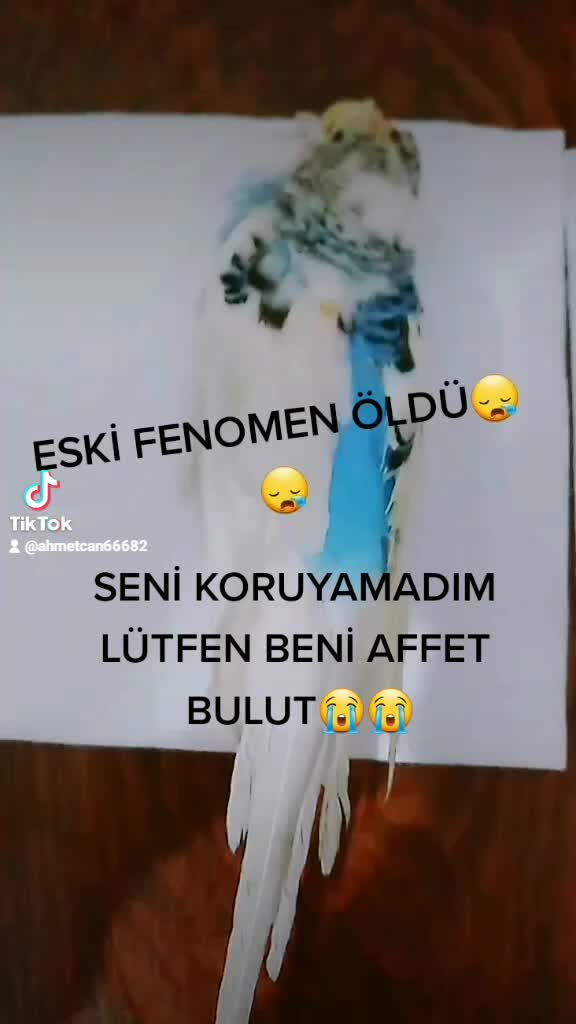 @ahmetcan6668