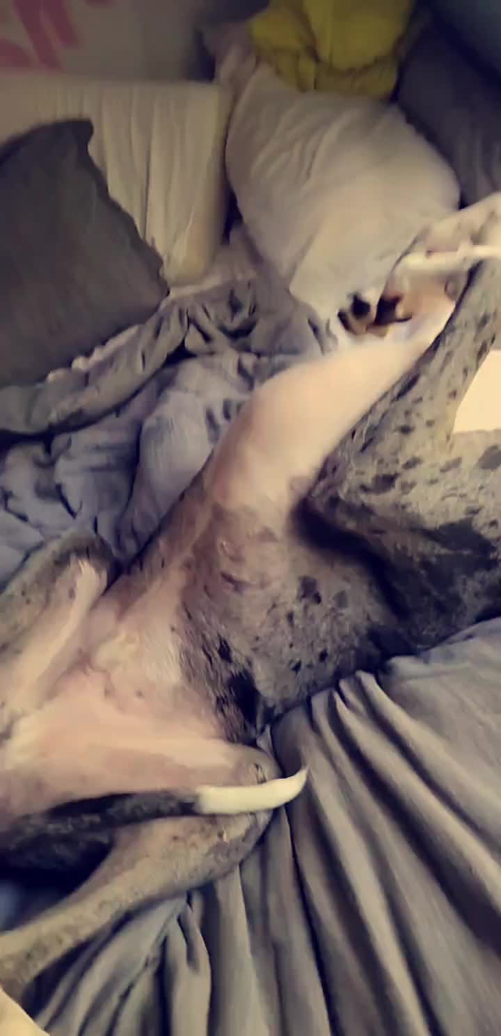 @dogmomof4