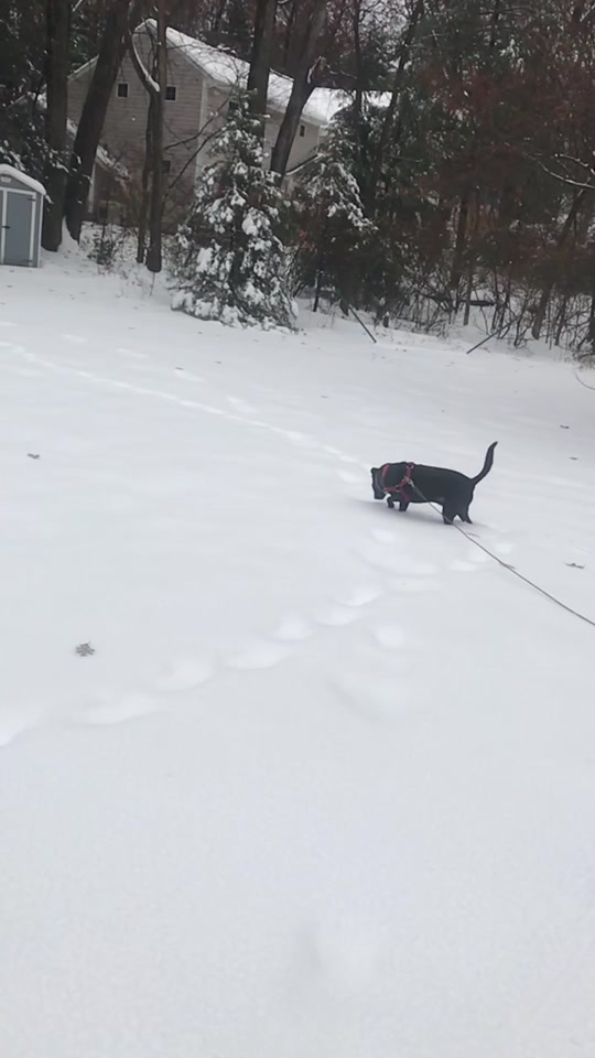 @Cöäl🐶
