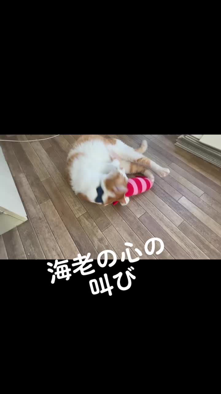 @9nekono