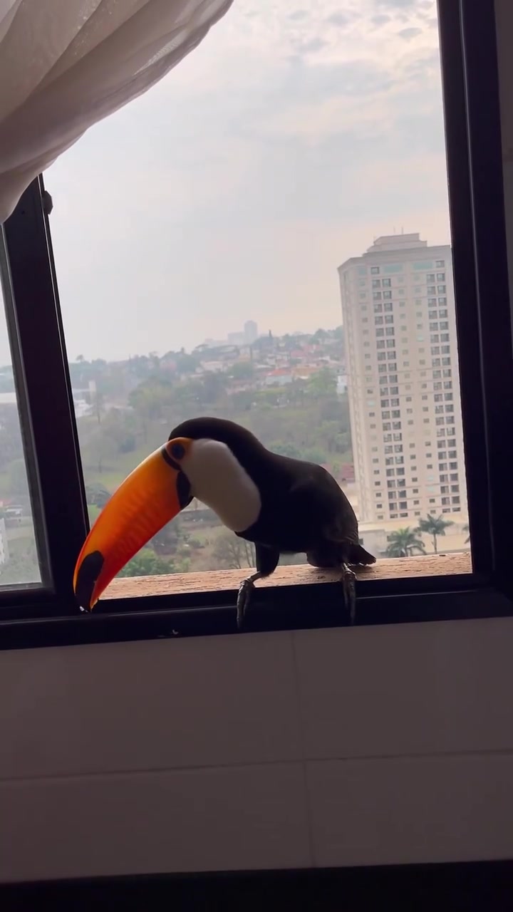 @nascidosparavoar