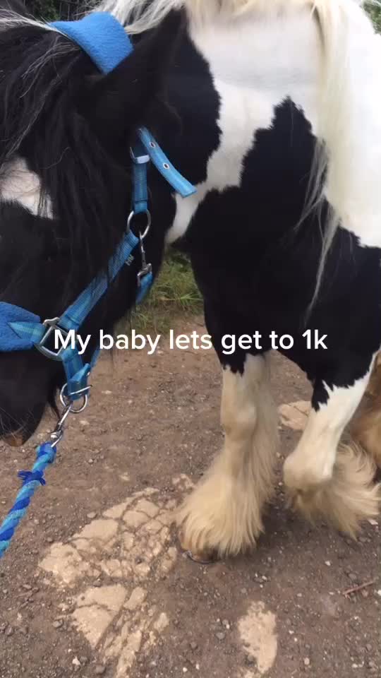 @horzeastetics