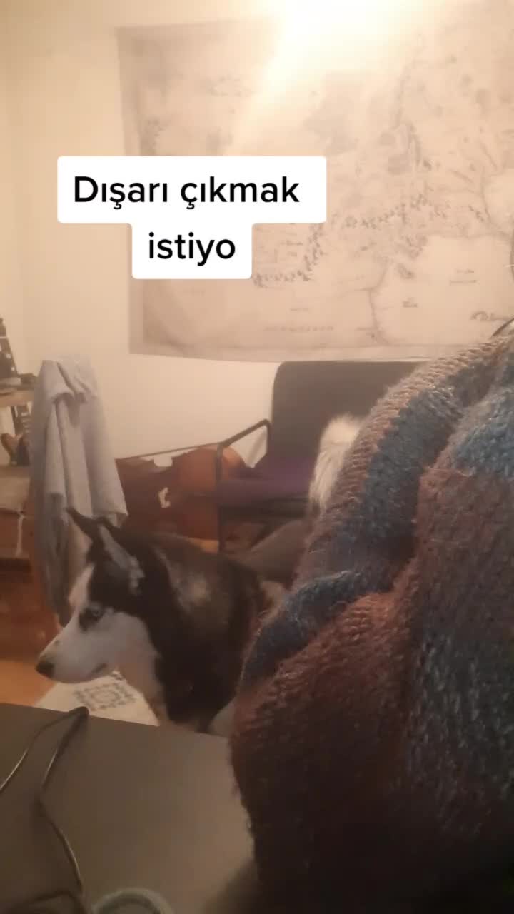 @Erzathehusky