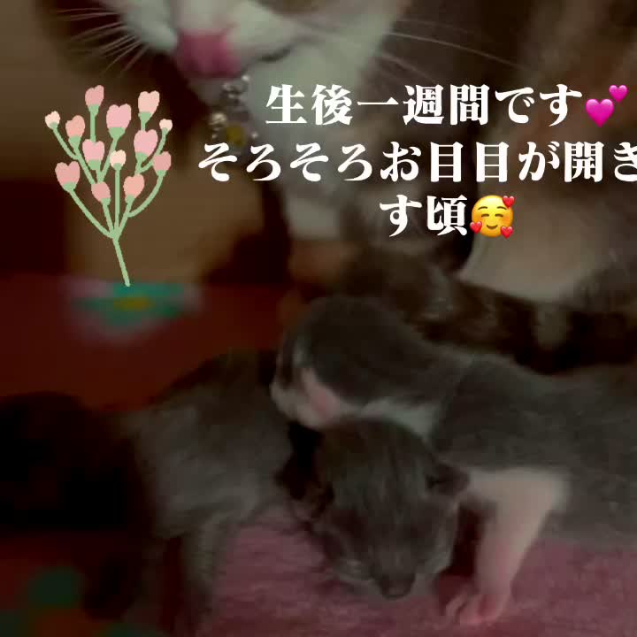 @おまめ