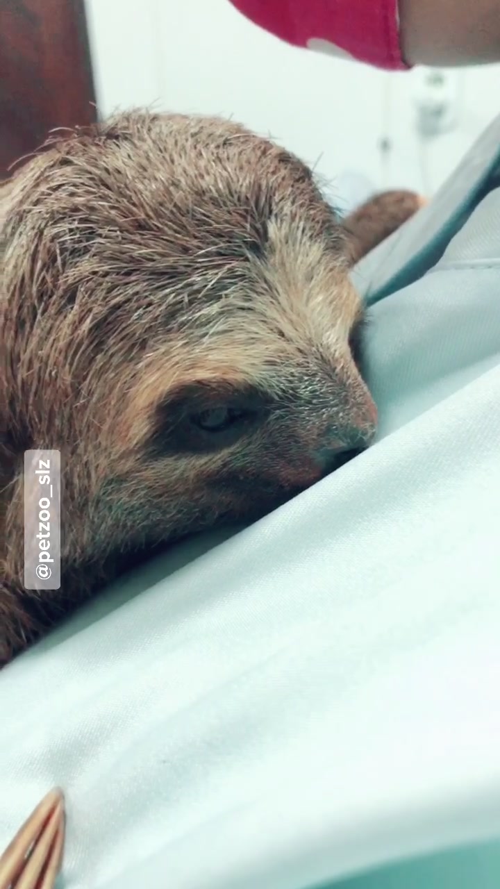 @Francinny Veterinária®️