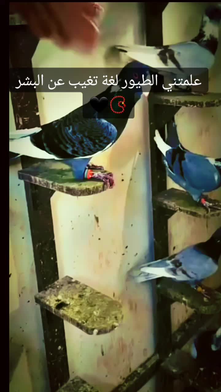 @ﺍﻟﹻﺷﹻۦۙۦۙﹻﻴﹻۦۙۦۙﹻﺦ515⚔️