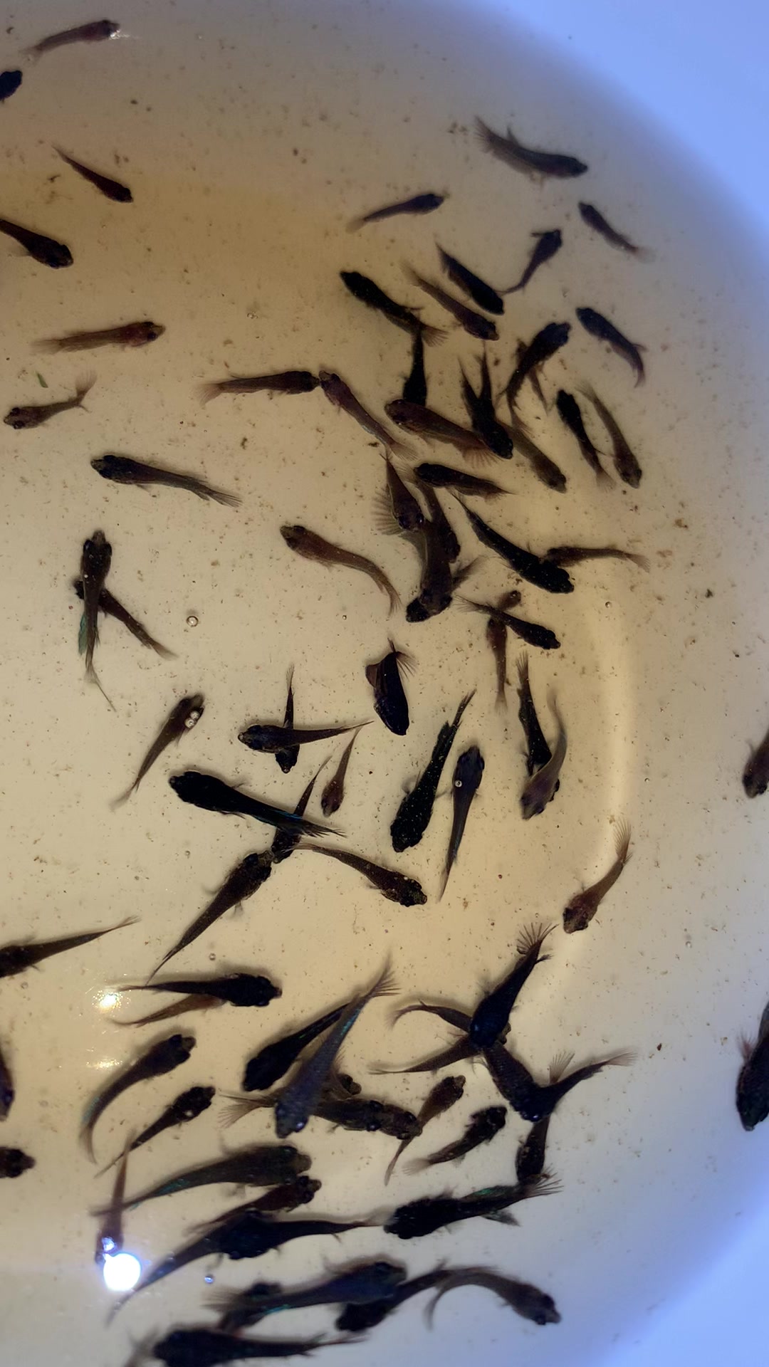 @HCw Betta