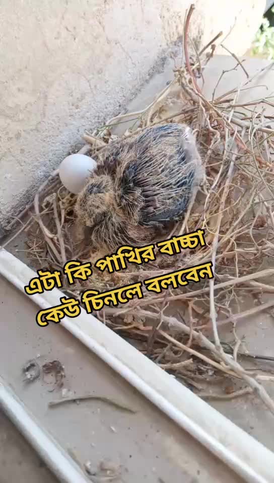 @Asa Siddik Rakha