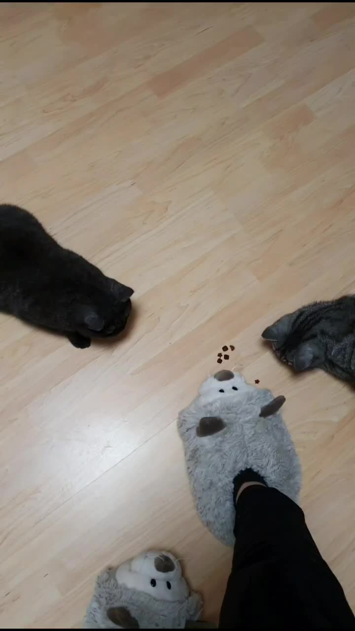 @the coconutkitty