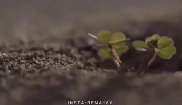 @فارس