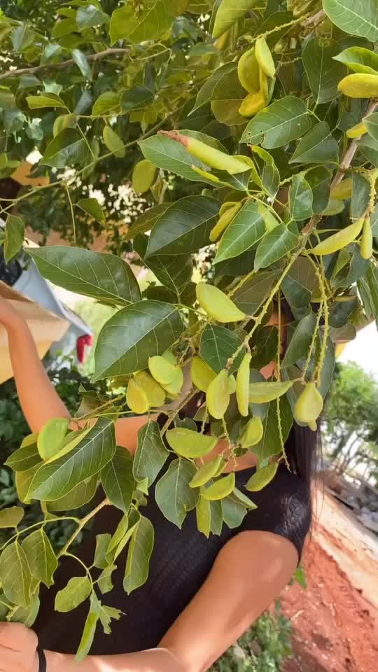 @Shalini Suryavanshi