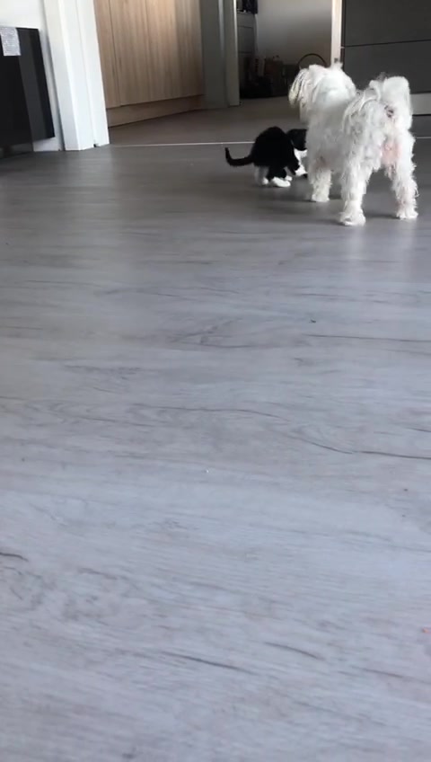 @🦊