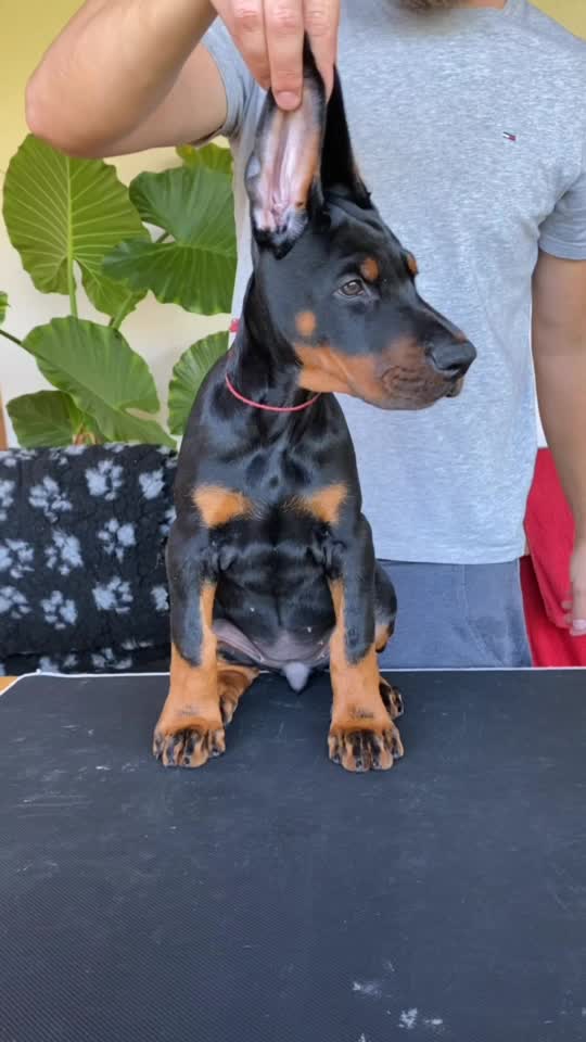@GRAREVA dobermanns